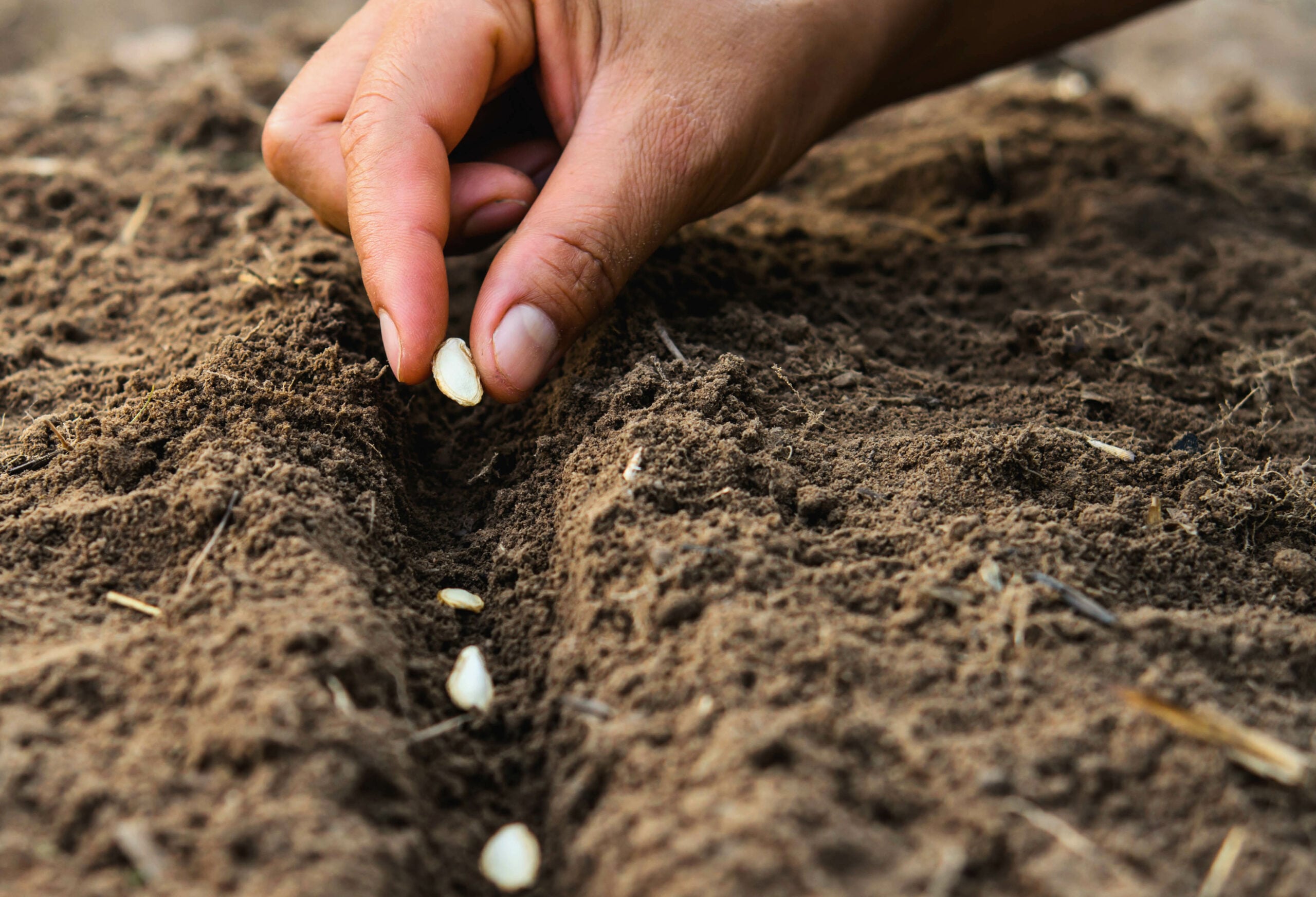 A hand planting seeds in dark garden soil in late-summer light