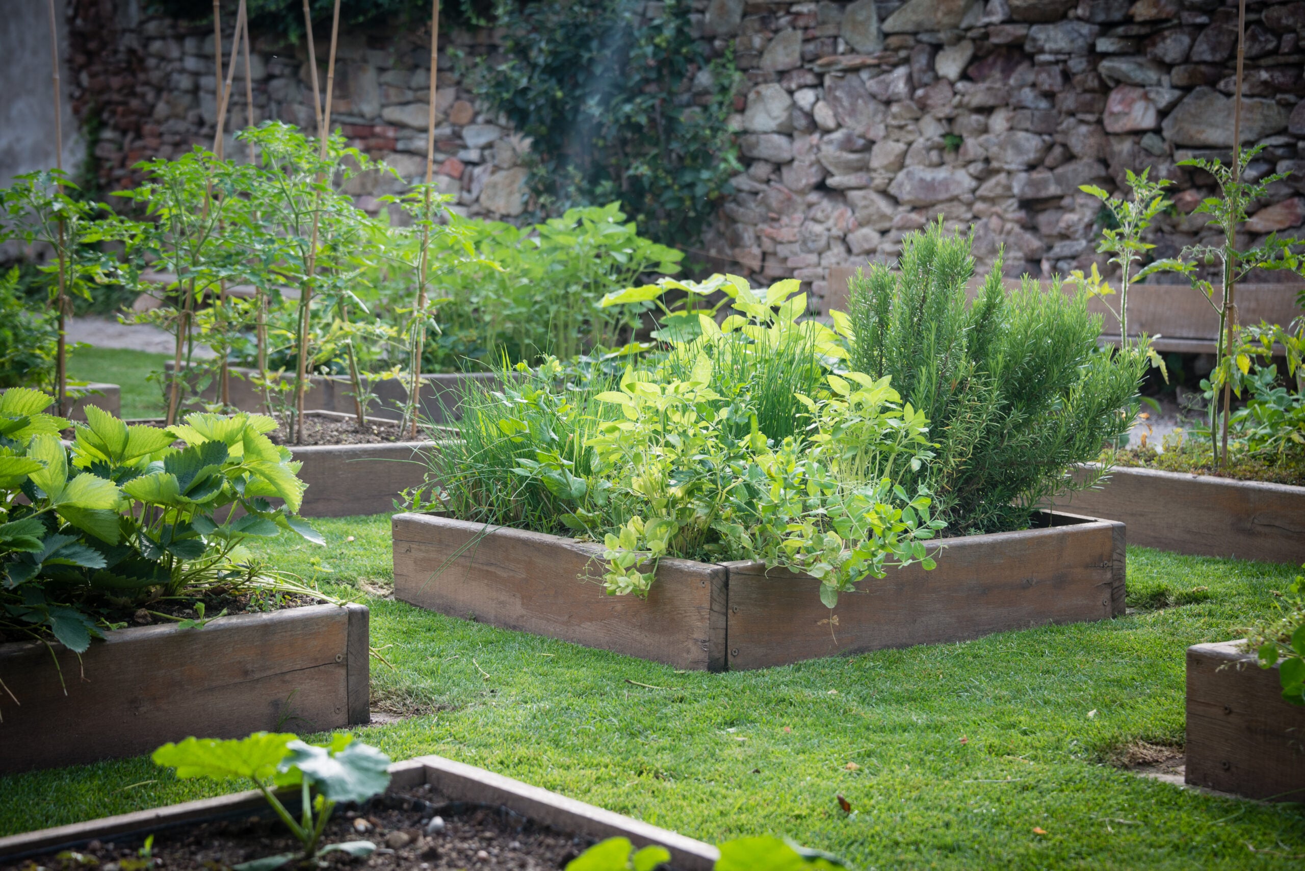 Wooden raised garden beds full of herbs and vegetables in mid-summer