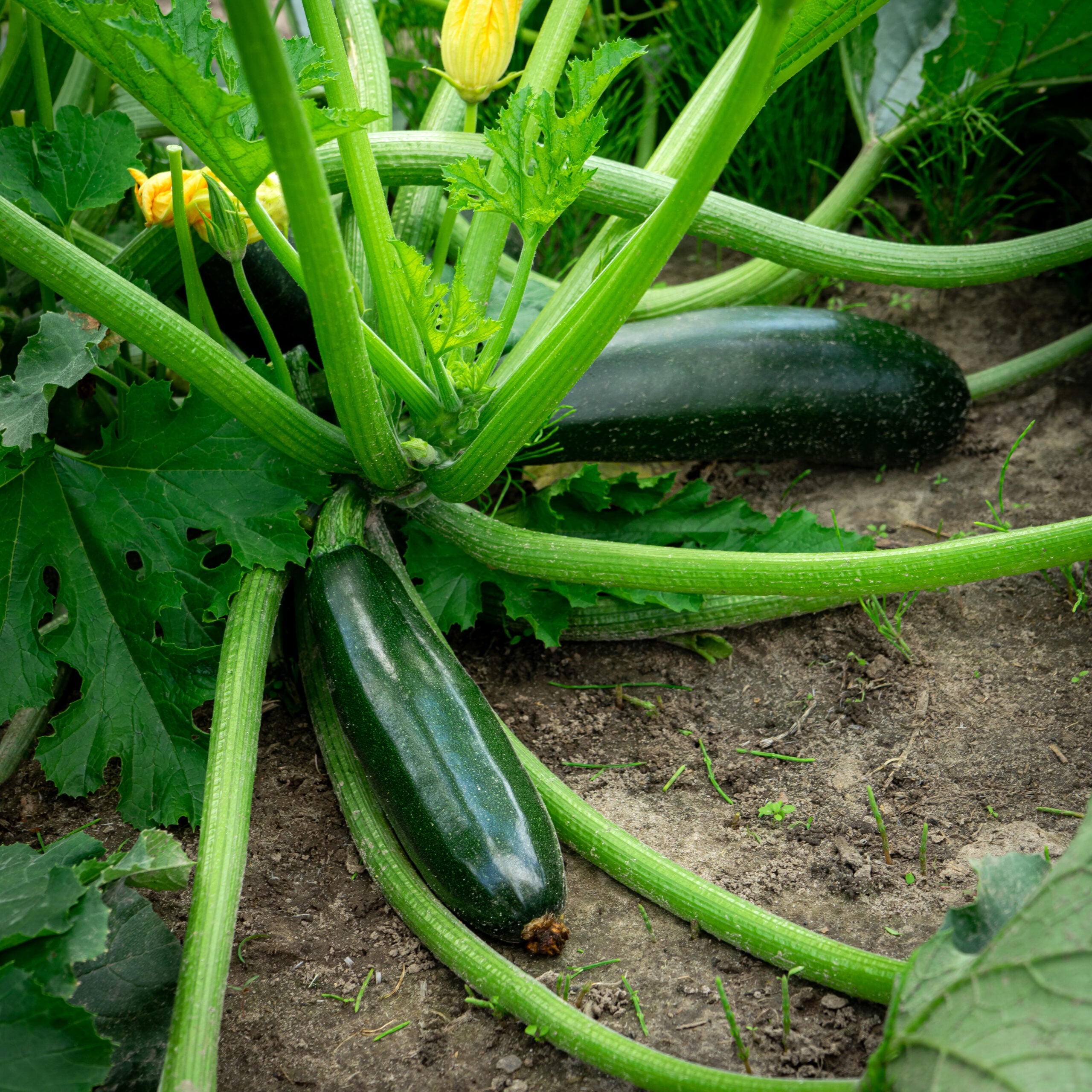 Green zucchini growing in a summer vegetable garden