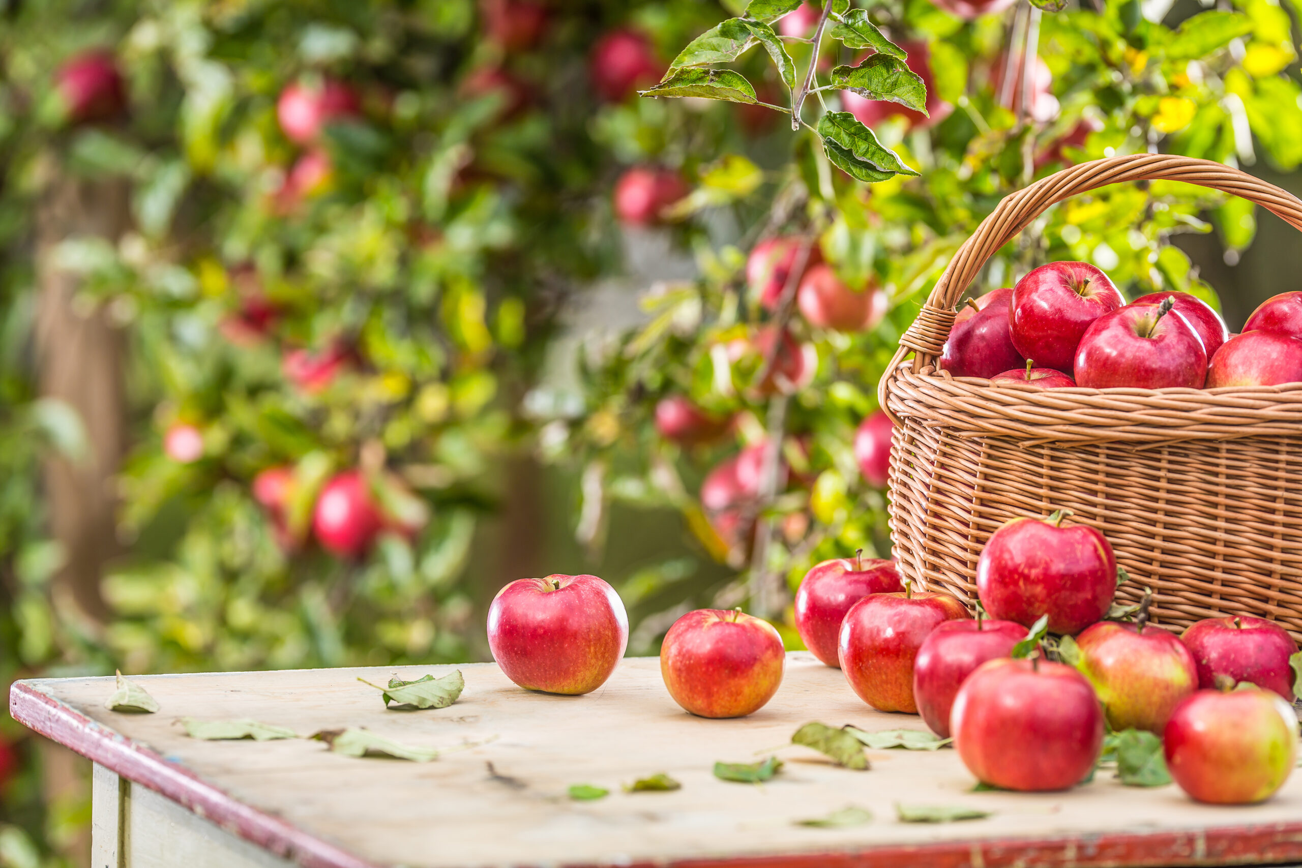 A wooden basket of fresh red apples on a garden table, ready for freezer apple pie filling