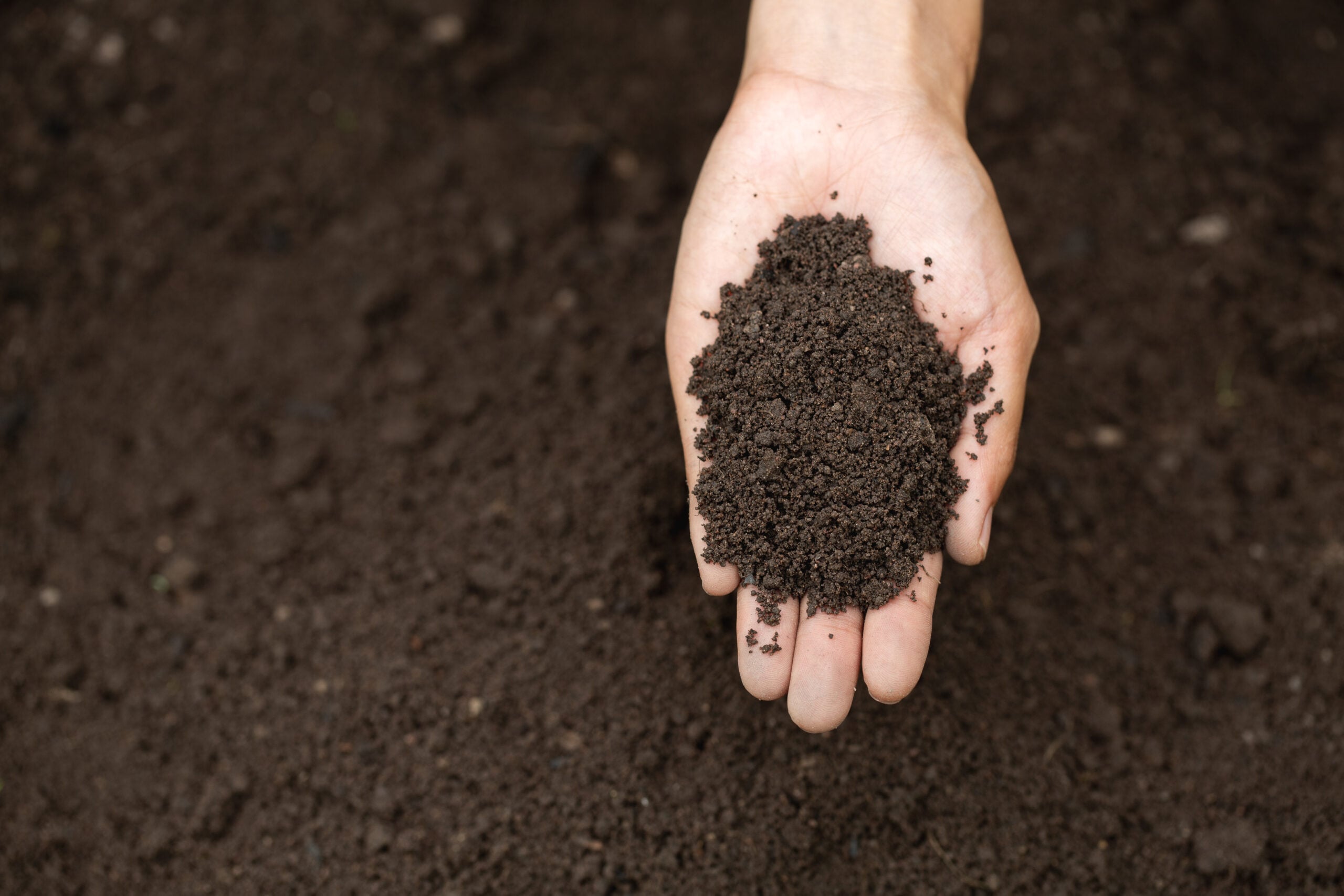 Close up of hands holding dark crumbly compost over a garden bed