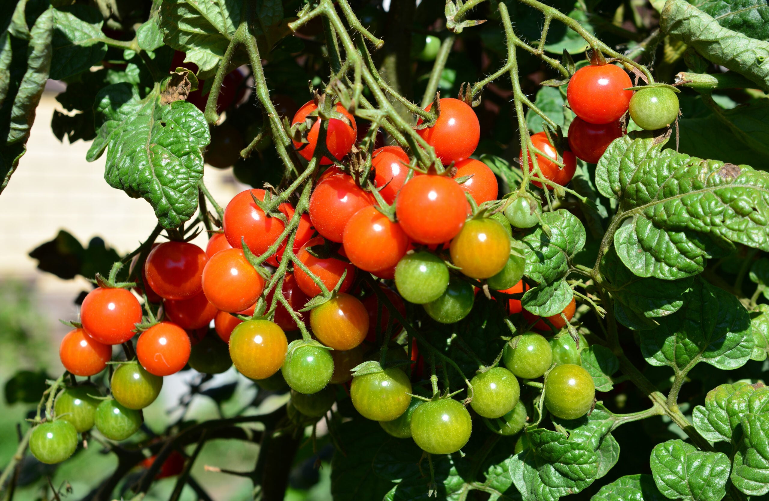 Green tomatoes turning at the blossom end, showing the color break stage next to fully ripe red tomatoes