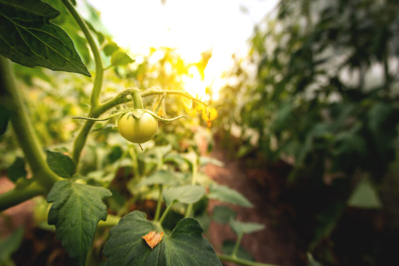 What to Do With Green Tomatoes at the End of the Season