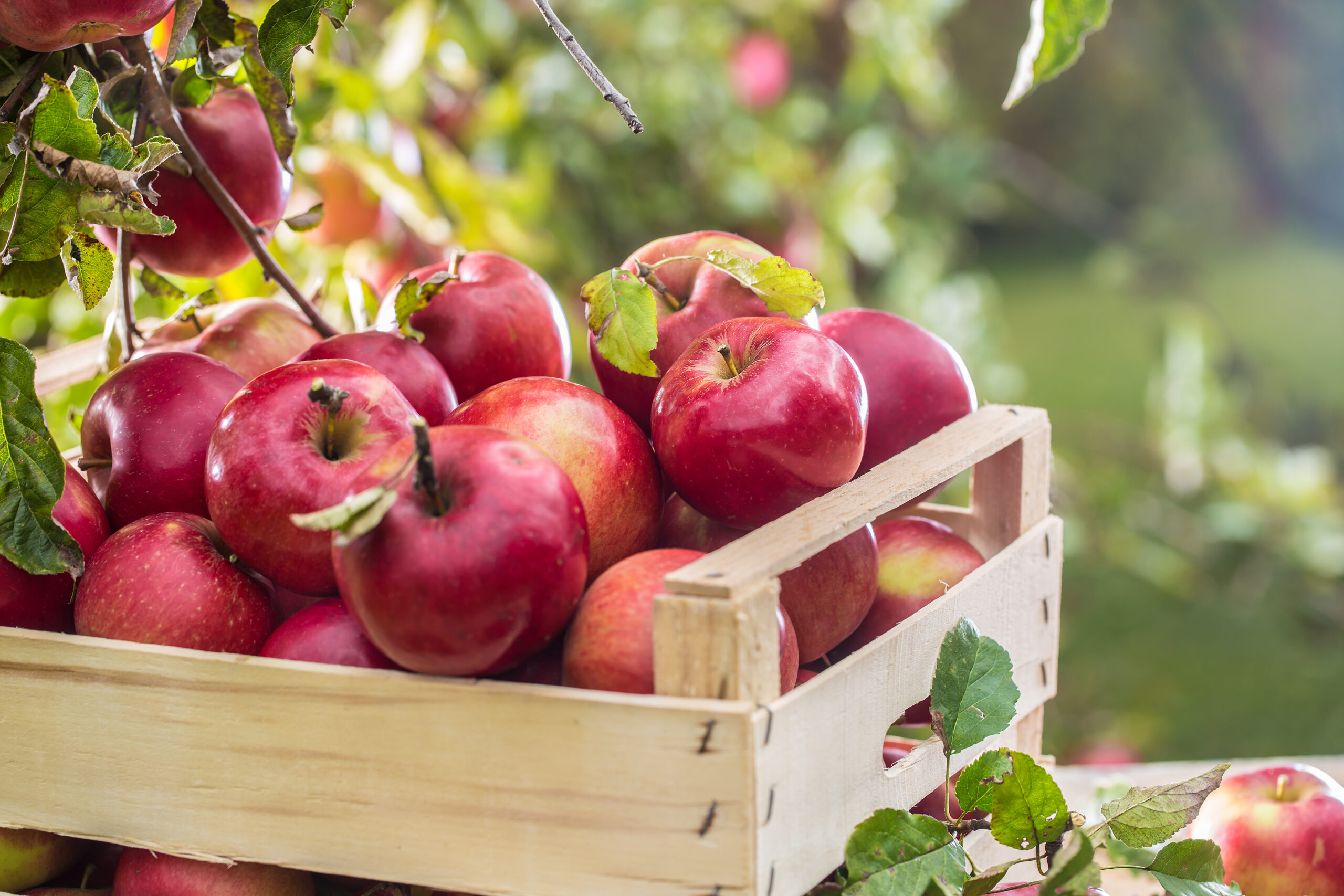 Fresh ripe red apples in a wooden crate on a garden table, ready for homemade applesauce