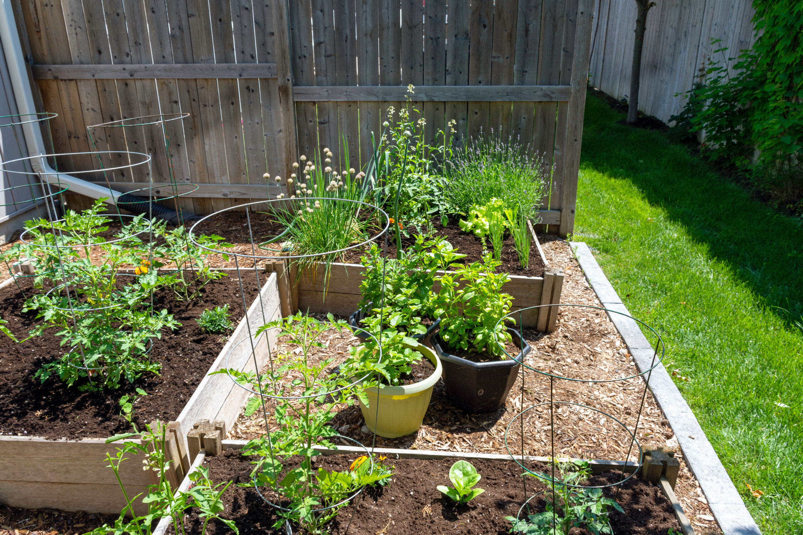 A small backyard vegetable garden with square raised planting beds growing vegetables and herbs