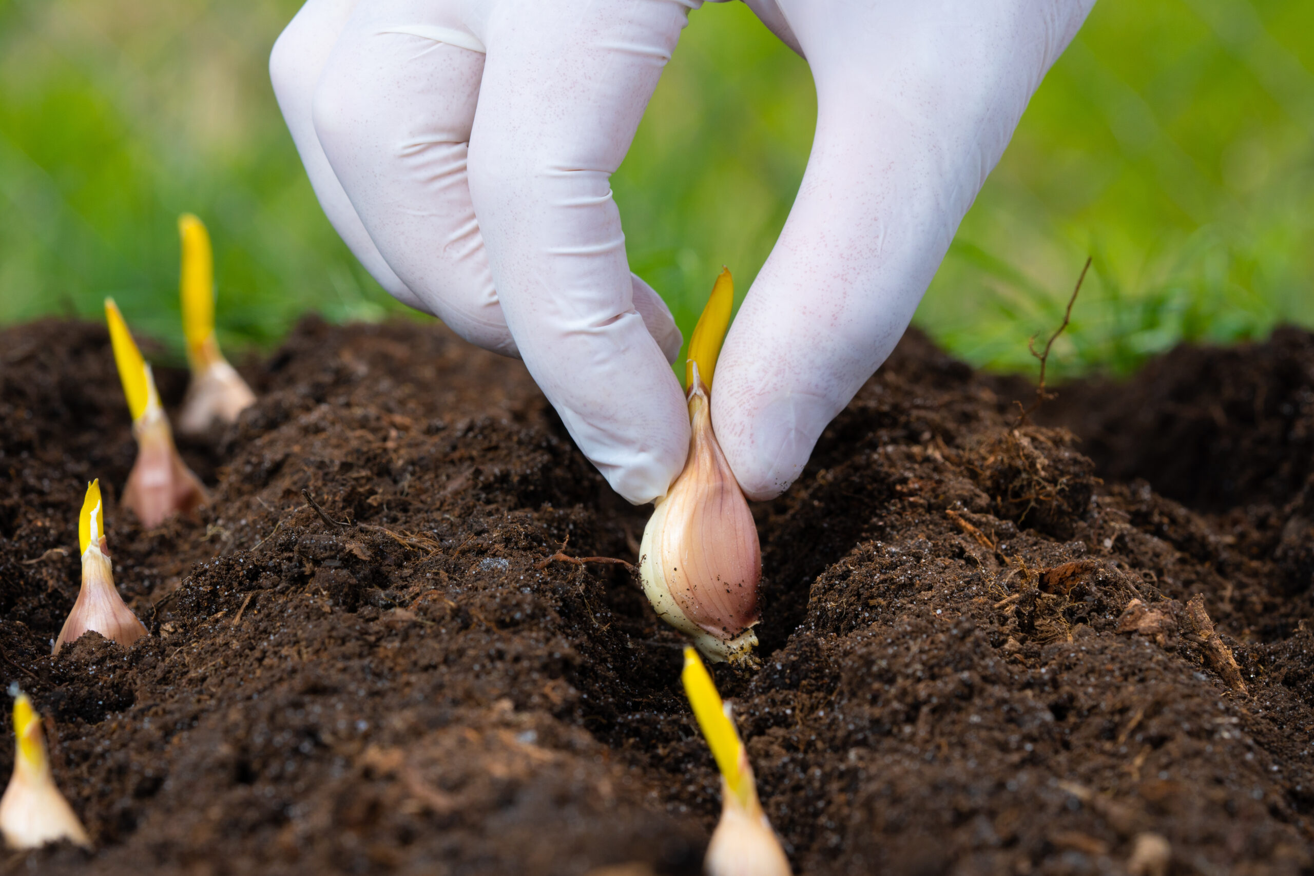 A hand planting garlic cloves into dark soil in a vegetable garden bed in fall