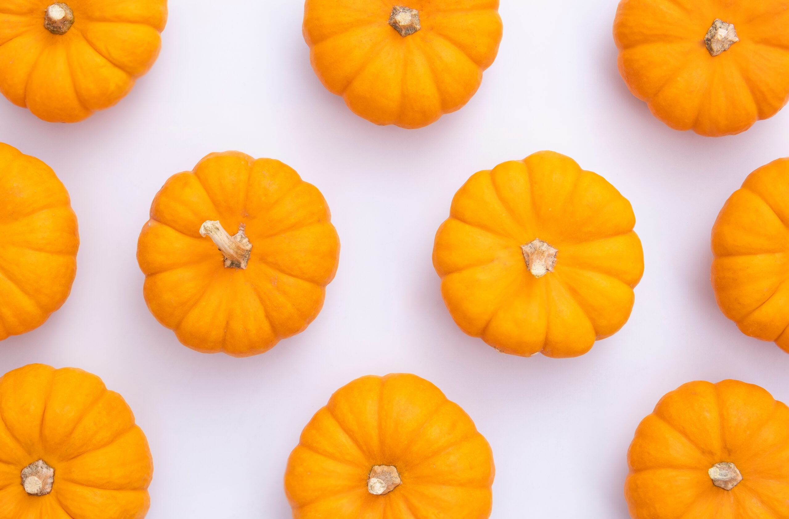 Small orange sugar pie pumpkins, the best kind for homemade pumpkin puree