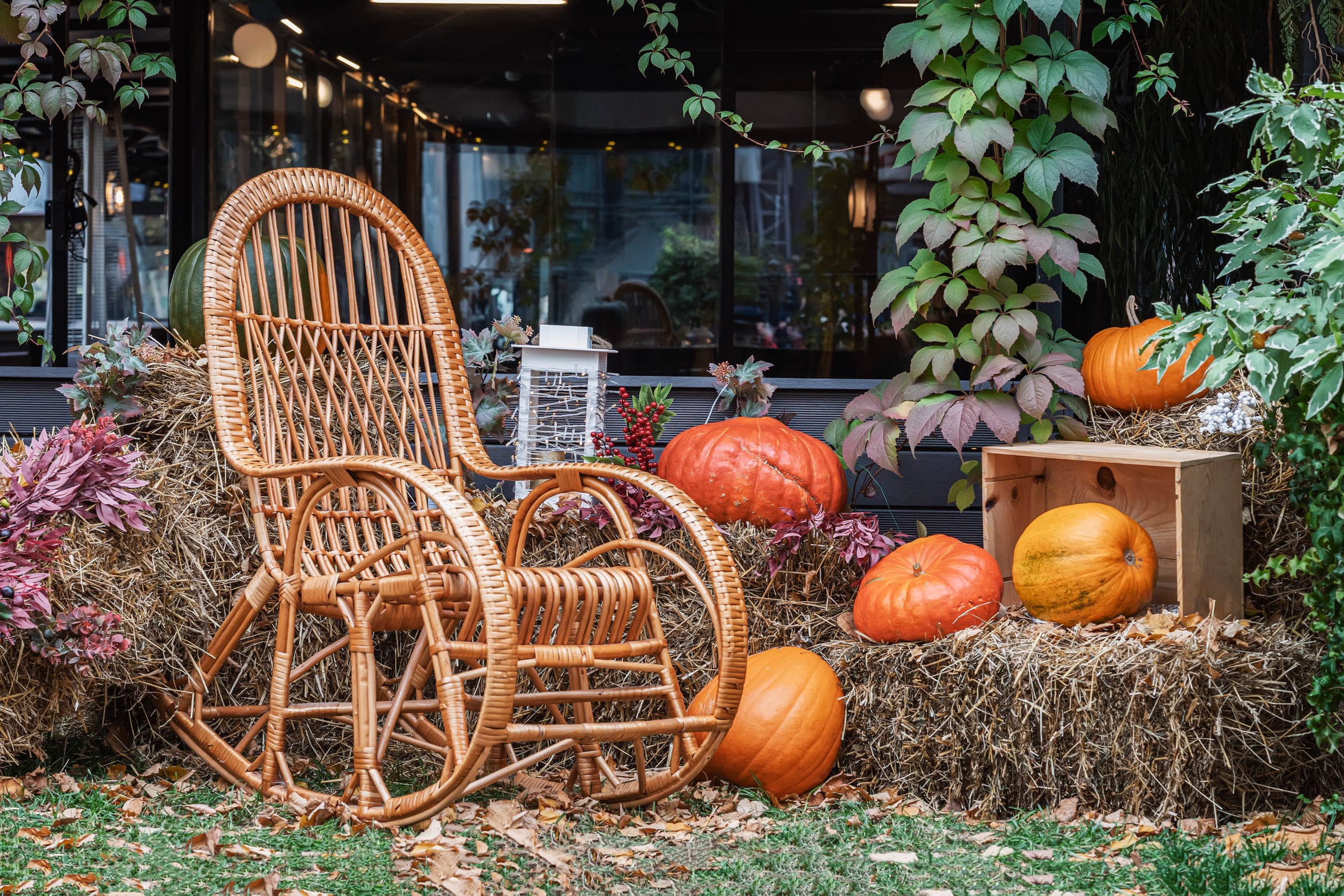 A cozy autumn garden with fading plants and warm October light
