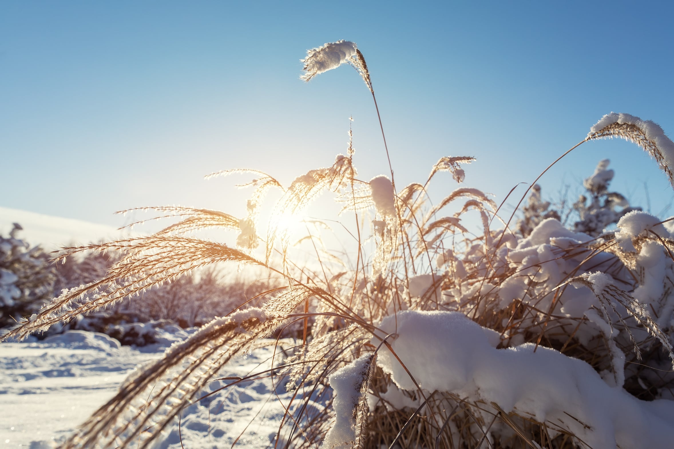 Dry ornamental grasses left standing in a backyard garden in winter, backlit by low sun